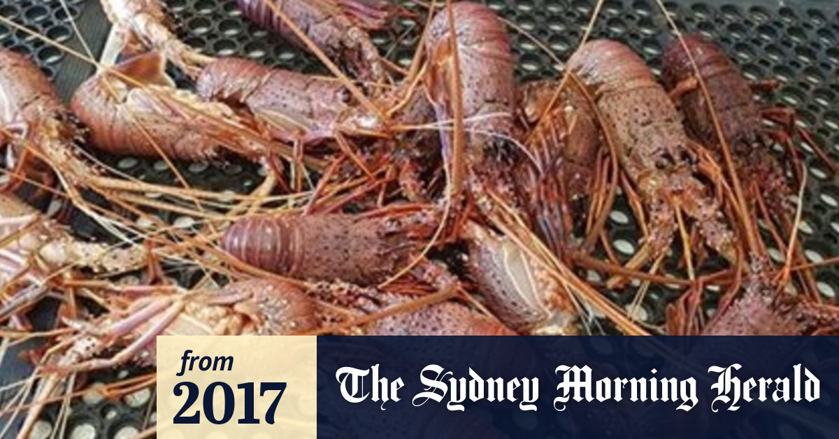 Raw crabs, lobsters, bugs released from white spot disease travel ban