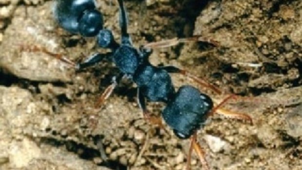 Australian jack jumper ant, Myrmecia pilosula, found mainly in the south-eastern states of Australia.