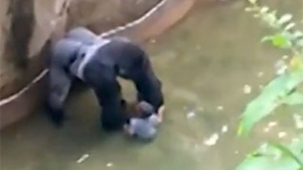 Harambe, the gorilla, plays with the boy in its enclosure at Cincinnati Zoo before it is shot dead.