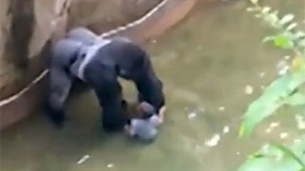 Harambe, the gorilla, with the boy in its enclosure at Cincinnati Zoo.