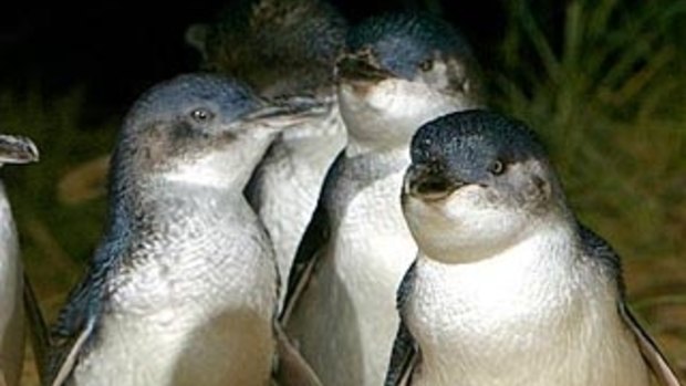Happy feet: Phillip Island penguin parade.