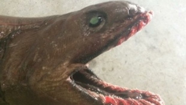 The rare frilled shark caught off Lakes Entrance.
