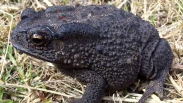 An Asian black-spined toad, was recently discovered in suburban Cloverdale.