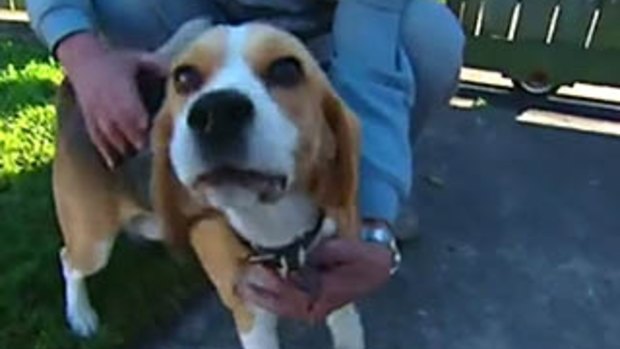 Snoopy saved three people from a house fire at Acacia Ridge last week.