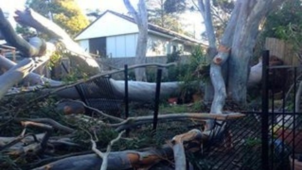 Wild weather: Winds brought down trees at Hornsby Heights.