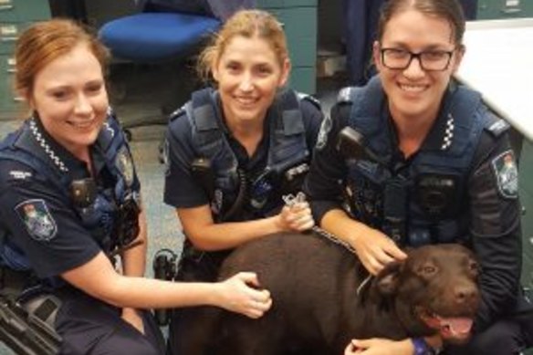 The dog was taken to Toowoomba Police Station, where it was handed over to the RSPCA.

