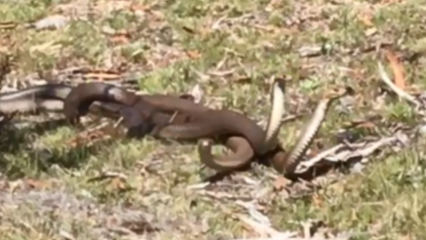 William was hiking in Tidbinbilla National Reserve with friends when he came across the snakes. 