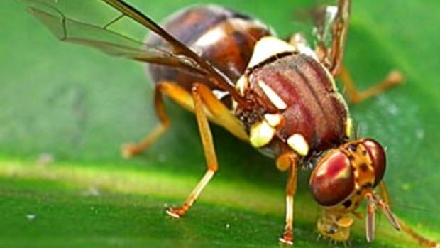 Although only 8mm in length, the Queensland fruit fly is one of Australia's most economically damaging pests.