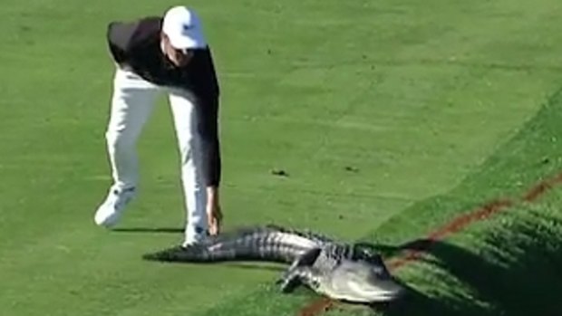 Cody Gribble tangles with an alligator on the Bay Hills Course.