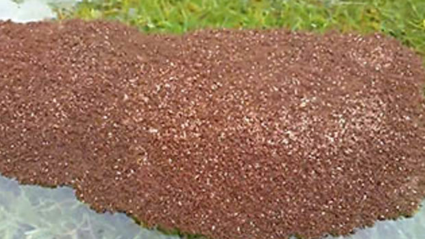 Instead of drowning, fire ants emerge from the soil and come together in the thousands to form floating rafts.