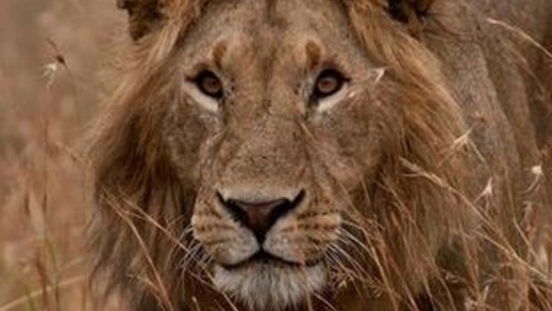 Cecil the lion, killed in Zimbabwe.