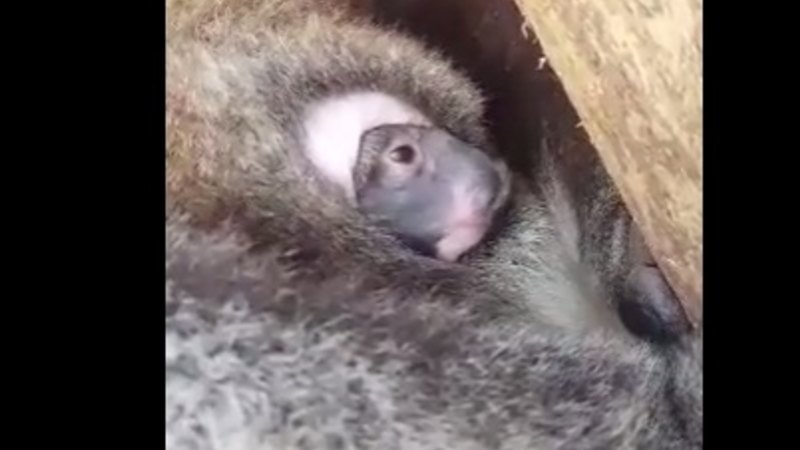 Baby Koala Joey Emerges From Pouch At Tidbinbilla Nature Reserve