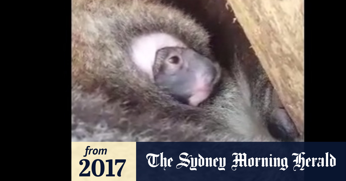 Baby Koala Joey Emerges From Pouch At Tidbinbilla Nature Reserve