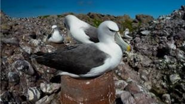 Sitting pretty: A shy albatross adapting to the artificial nest - the size of a very large dog bowl.