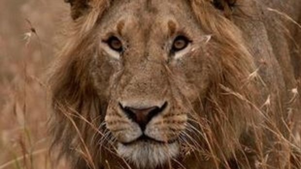 Shot dead: Cecil the lion