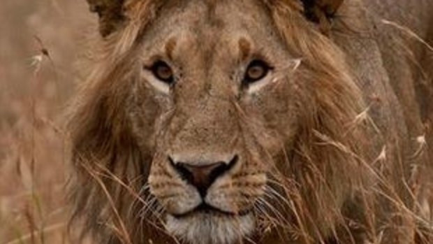 Shot dead: Cecil the lion