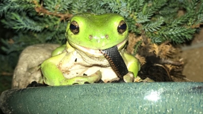 I mean a frog can't bite a snake, it's got me beat': Green frog eats  venomous snake for dinner