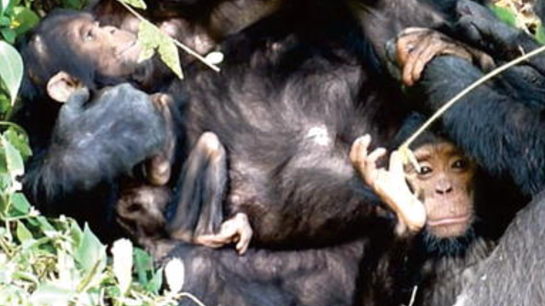Chimpanzee Mother Caring For Down Syndrome Infant In The Wild Can Teach Us About Human Behaviour