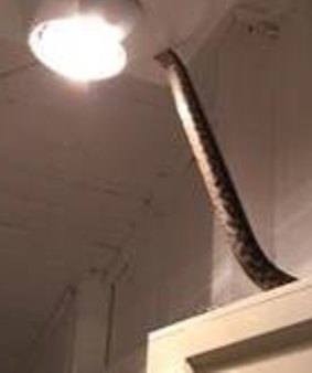 David and Kate Gordon snapped this carpet python moving back into their ceiling via a light on their property at Injune in December.