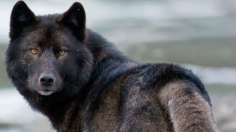Protections rejected for Alexander Archipelago wolf in Alaska despite ...