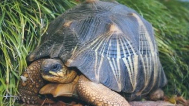 Zoo keepers discovered the tortoise missing on Tuesday morning.