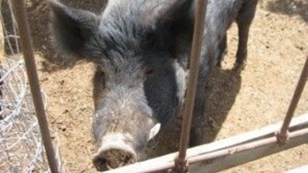 This little pig was busted eating marijuana plants, and refused to give up his stash to police.