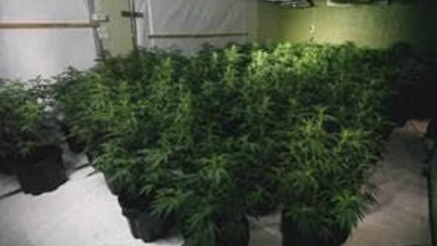 Inside a grow house which was located at Kaleen on Wednesday.