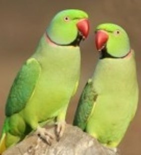 Indian ingneck Parrots.