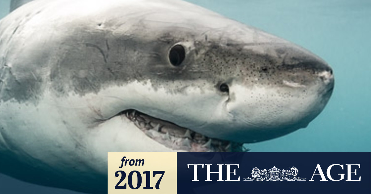 Jaws' spotted? Massive great white shark sighted off Australian