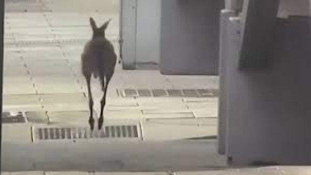 Footage of the kangaroo was captured on CCTV.