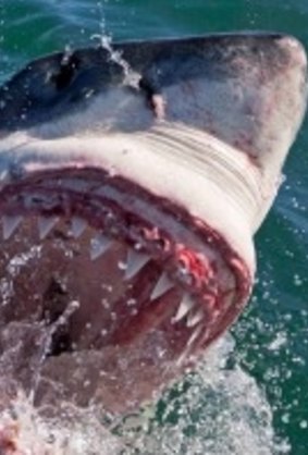 Great whites are known to take a liking to snapper.