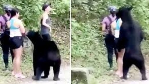 The hiker seems unusually calm during the interaction with the black bear.