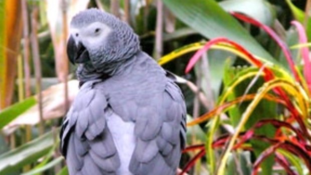 Rapid decline in numbers: Global trade in wild African Grey Parrots banned.