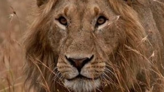 Shot dead: Cecil the lion