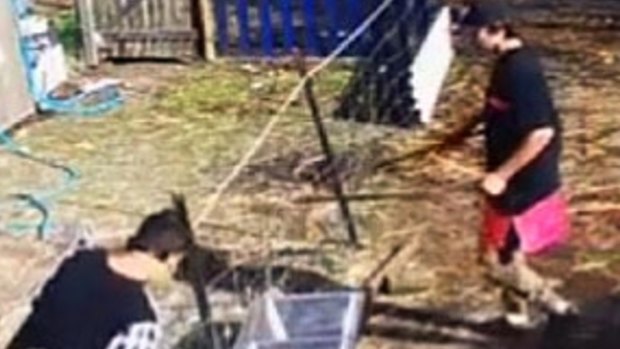 A security camera captured the sickening attack on fowl at a Maddington farm.