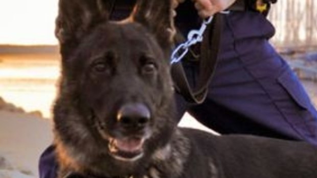 A police dog was attacked by  a man allegedly trying to evade arrest in Logan.