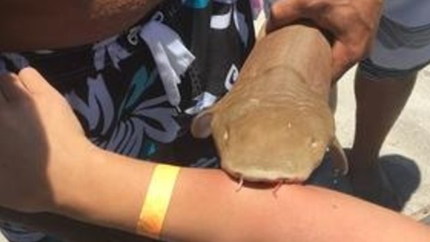 The small nurse shark latched onto the woman's right arm.