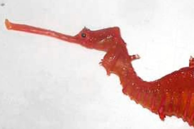 Meet Ruby, Australia's newly discovered seadragon