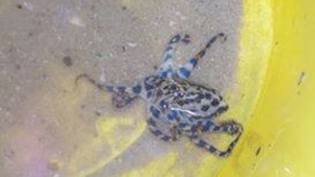 A blue-ringed octopus was found inside an old tennis ball after children had been playing with it.