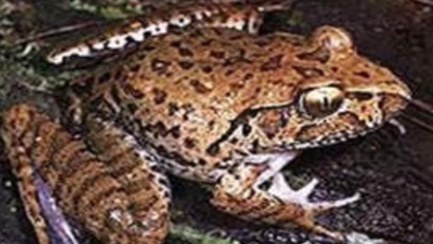 The southern barred frog is found around the creeks of eastern Australia. 