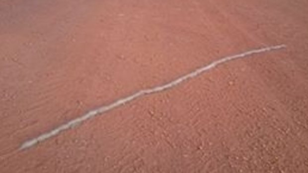 A line of processionary caterpillars in the Pilbara. 