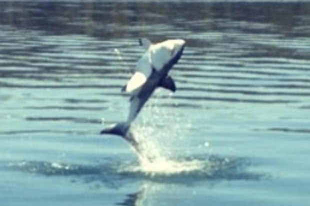 Only the second time an unprovoked attack has been recorded in new england. Shark video shows Lake Macquarie great white taking flight