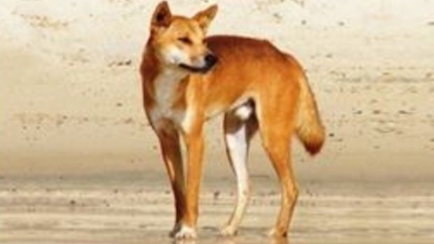 A dangerous dingo was euthanised on Fraser Island after multiple reports of violent and aggressive behaviour.