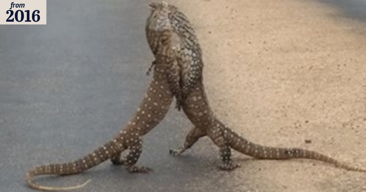 Giant lizards filmed in fight for territory in middle of Exmouth road