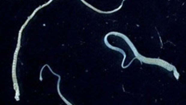 Parasite: dwarf tapeworms.