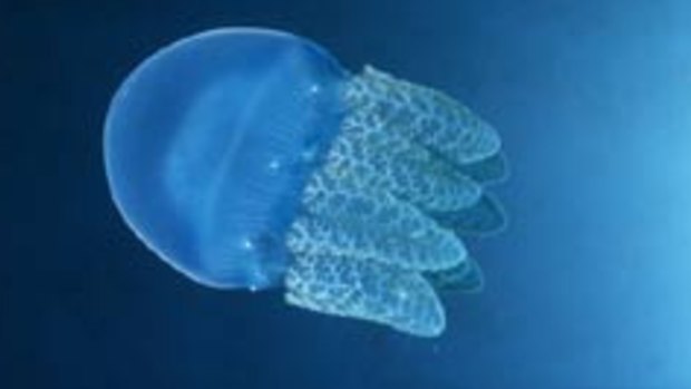 The bloom in blue blubber jellyfish may be due to increasingly warmer water.