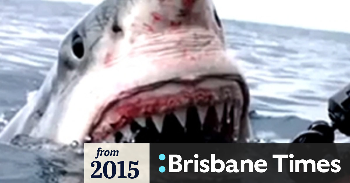 Filmmaker's close encounter with great white shark
