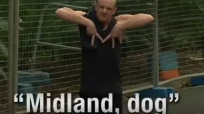 25 Best Memes About Mad Dog Adrian Mad Dog Adrian Memes