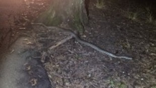 A police officer reported a python fell on her while she was checking out suspicious types in Daisy Hill.