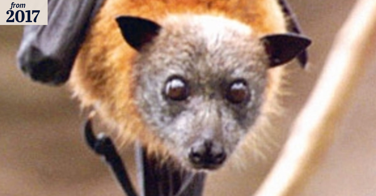 Health warning: 'By the time you start showing rabies symptoms, it’s ...